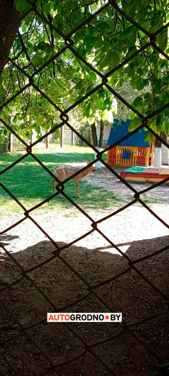 Косуля в Гродно зашла в детский садик на Гагарина