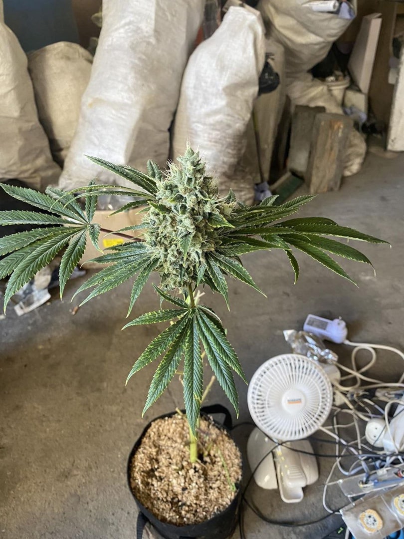 garazh marihuana 01 min