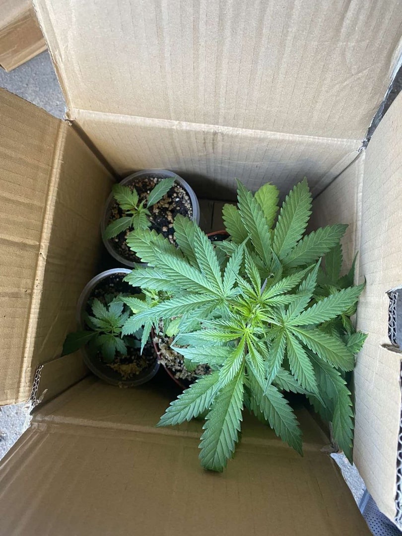 garazh marihuana 03 min