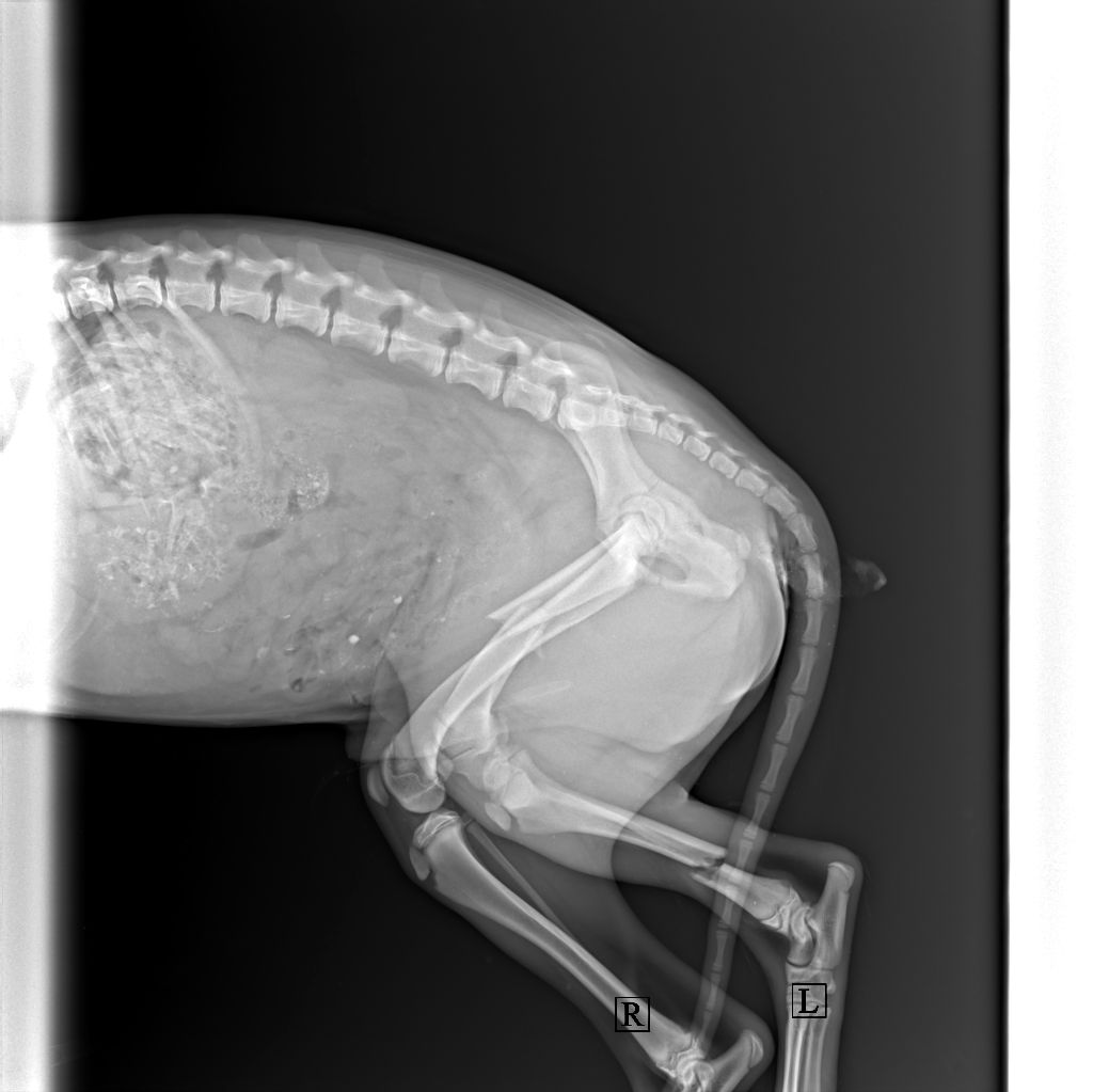 Срочно! В Гродно сбили собаку (видео): Без помощи людей операцию не осилю