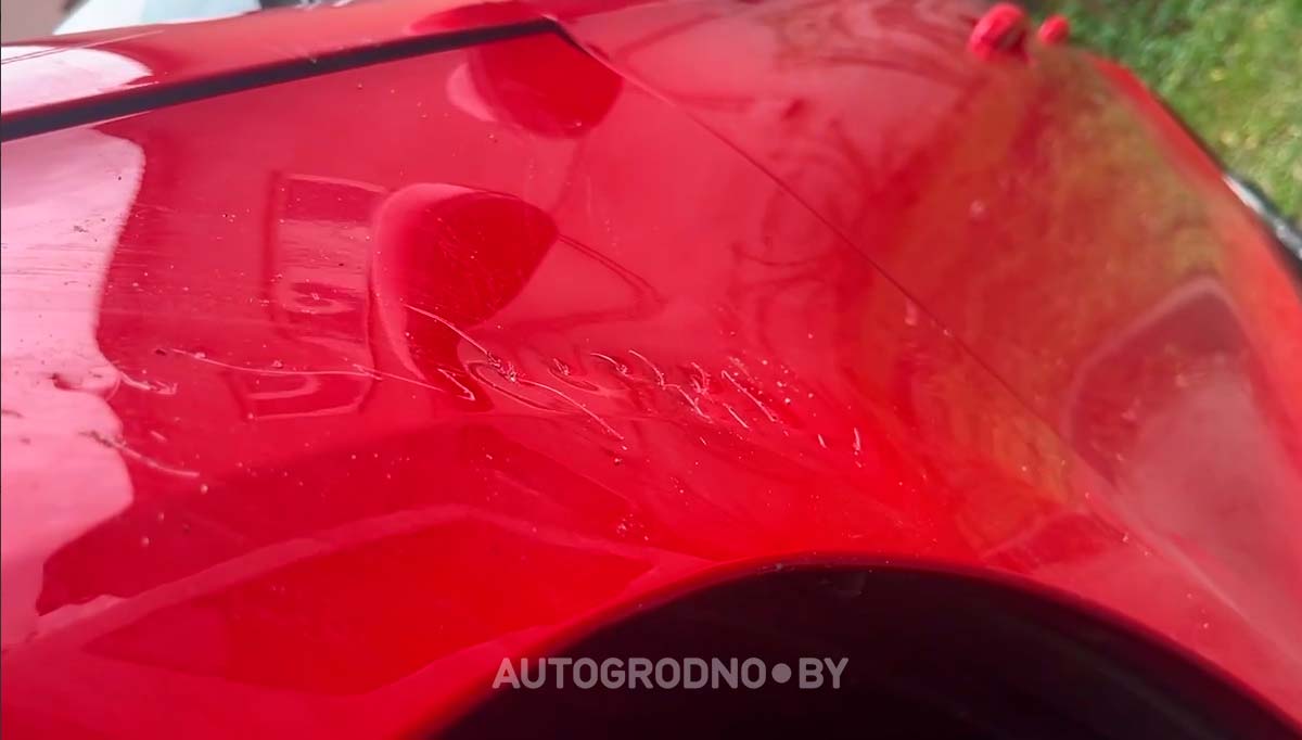 Собаки погрызли автомобиль девушки из Гродно. Сейчас она считает ущерб