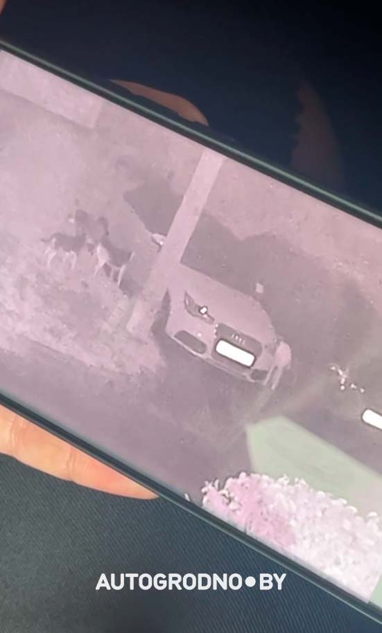 sobaki pogruzli auto 06