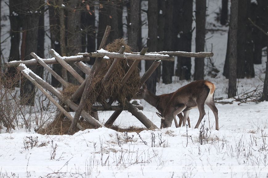 podkormka zhivotnyh grodno 01