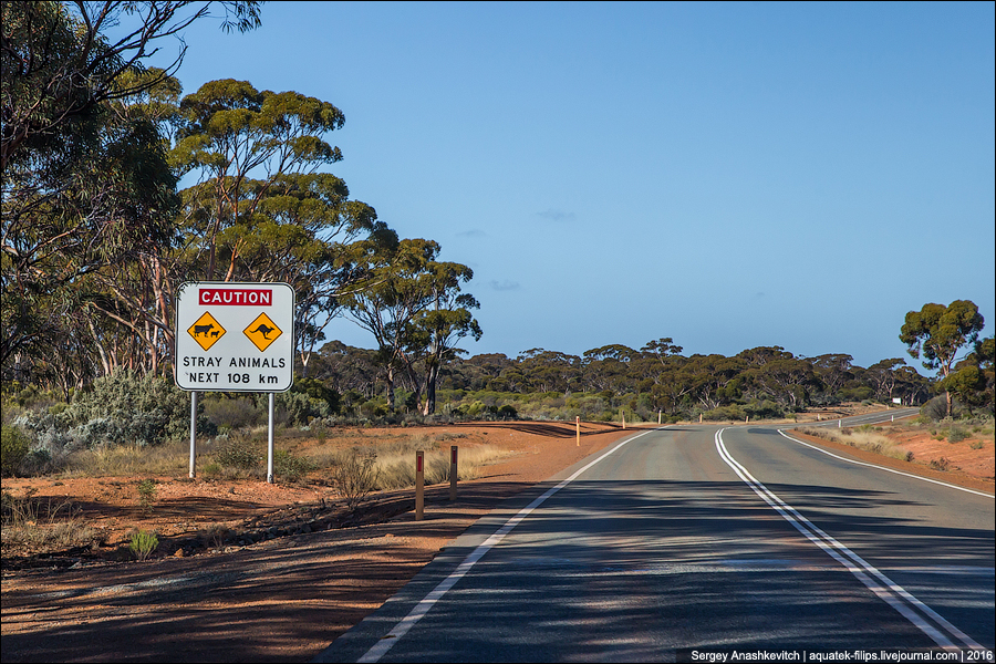 kenguru volvo pas 01