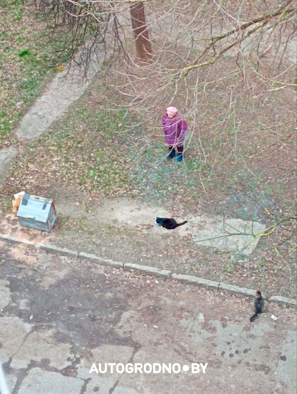 Коты в Гродно