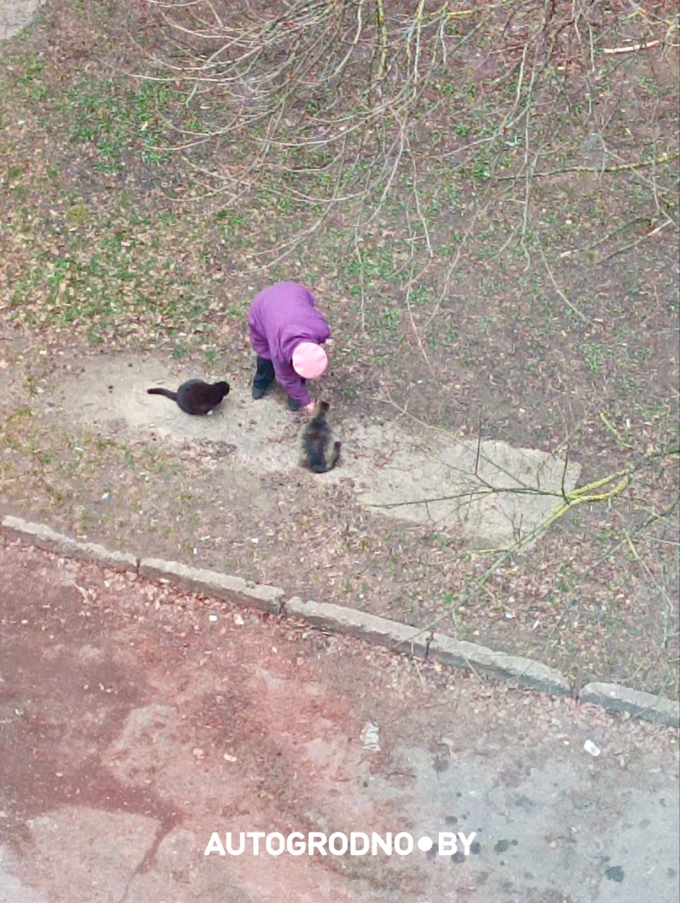 Коты в Гродно