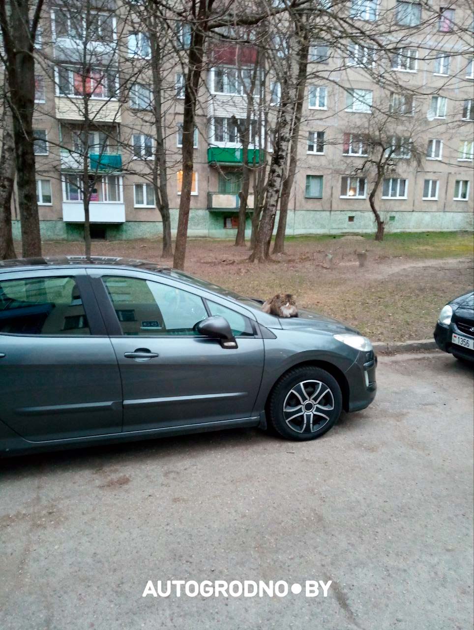 Коты в Гродно