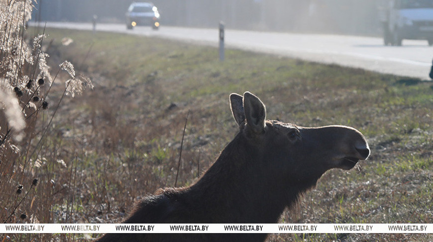 zhivotnye gorod 23 05 01