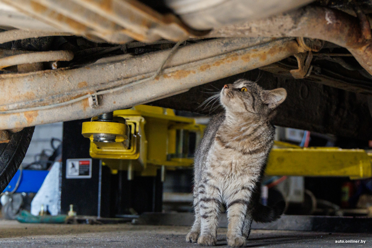 атосервис taexel/  сто машина ремонт   фото  Александр Ружечка