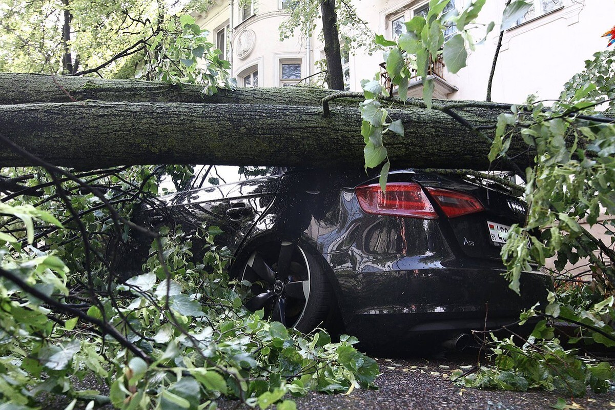 gniloe derevo sud 01