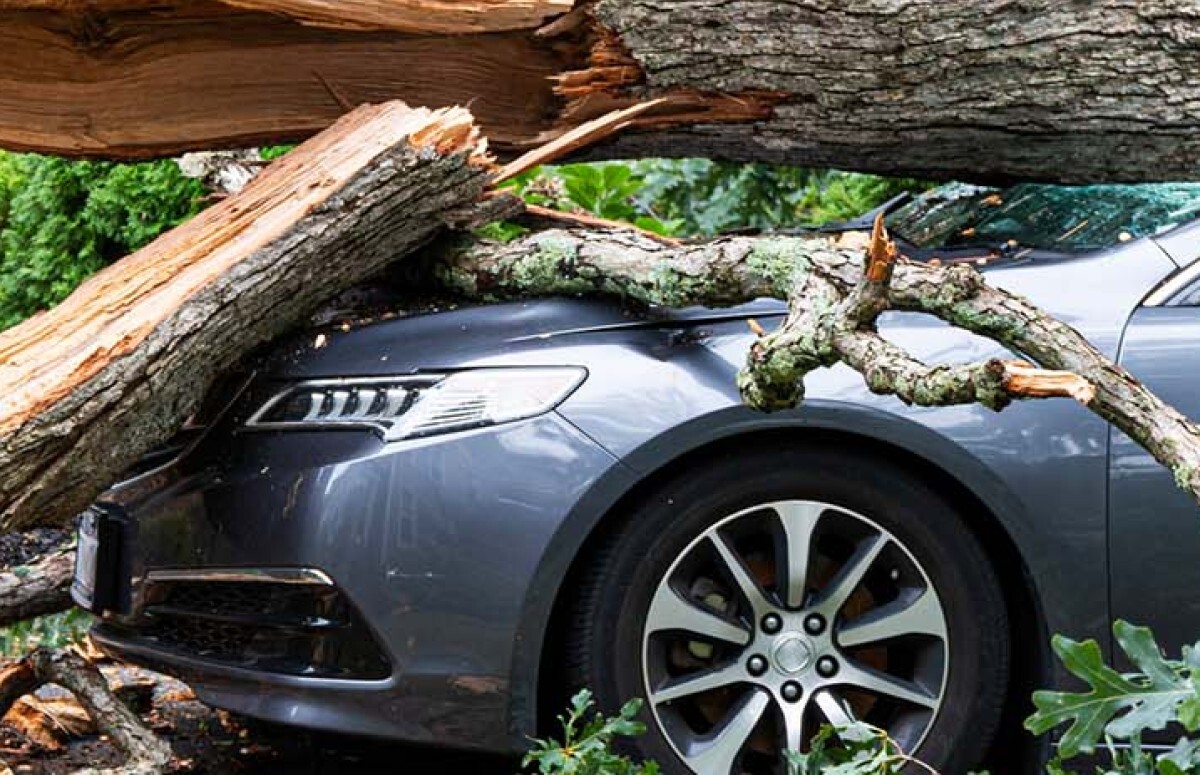 gniloe derevo sud 01