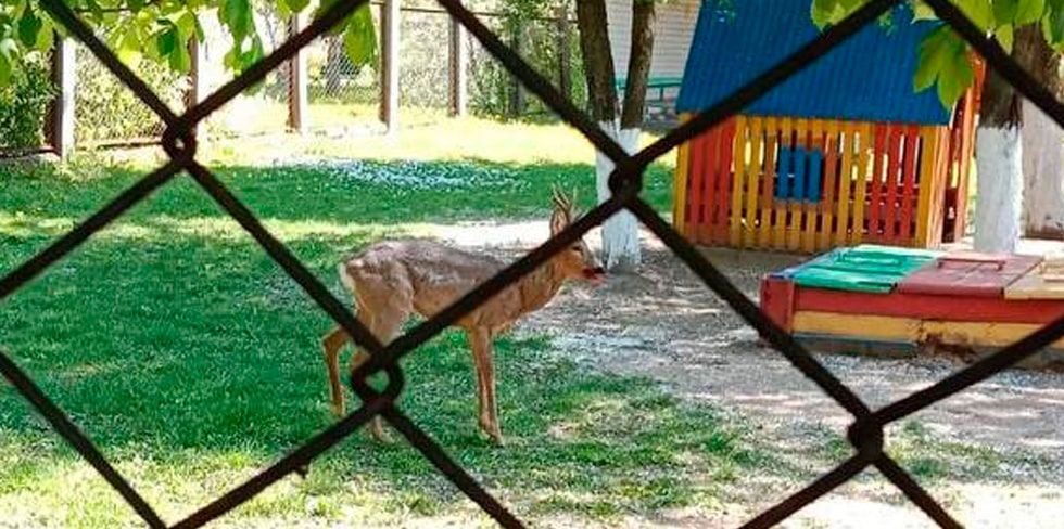 В детский садик в Гродно зашла косуля!