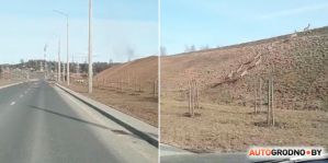 Может быть трагедия: у Восточного моста в Гродно бегает стадо косуль