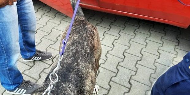 В Польше из багажника Peugeot на белорусских номерах спасли хаски