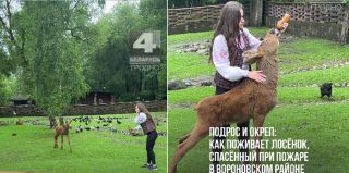 "Стала любимицей посетителей". История спасения лосёнка