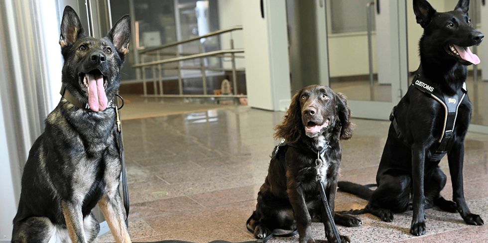 Как собаки учатся обнаруживать запрещённые вещества? Опыт литовских таможенников