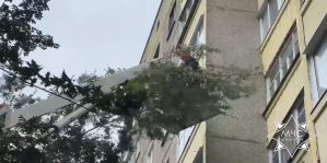 МЧС: поваленными из-за ветра деревьями повреждено 17 машин