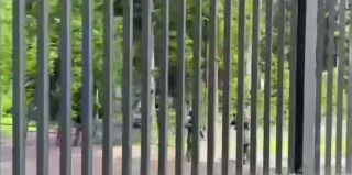 Погранслужба Беларуси готова провести расследование гибели польского военного на границе