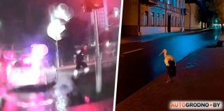 Такое бывает только в Гродно: сотрудник ГАИ прогонял с дороги... бусла