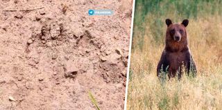 На окраине Гродно заметили медведя: следы нашли со стороны Грандич. А это опасно?