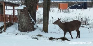 В Озерах живет лань, которая выходит к людям. "В 2025 году была замечена с двумя малышами, сейчас – без них"