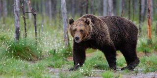 Почему бурые медведи появились в лесах под Гродно? Ответили специалисты