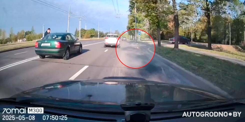 В Гродно на проспекте Космонавтов сбили косулю. Видео последствий