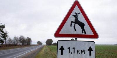 Два ДТП в день – статистика аварий с дикими животными в Гродненской области ухудшилась