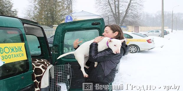 "Вожык" возит собак – как работает единственное в Гродно зоотакси