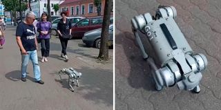 Посмотрите, какое чудо бегает по Бресту. Узнали, что это