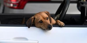 ЕС ужесточит требования ко ввозу домашних животных из Беларуси