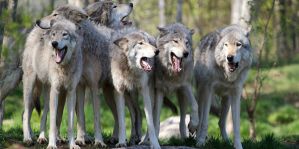 Вечер, частный дом, во двор забегает стая волков. Что делать?