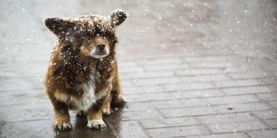 В Гродно морозы вернутся с мокрым снегом и дождем. Прогноз погоды на выходные