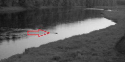 Медведь вплавь пересек Неман и оказался на литовском берегу. Видео