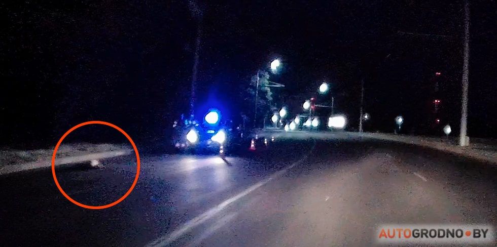 Ночью в Гродно сбили косулю, а на М6 еле разминулись с лосем