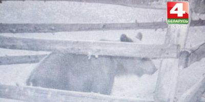 В окрестностях Гродно фотоловушки зафиксировали появление двух медведей