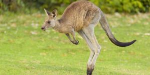 Разработчики автобеспилотников признали кенгуру неразрешимой проблемой